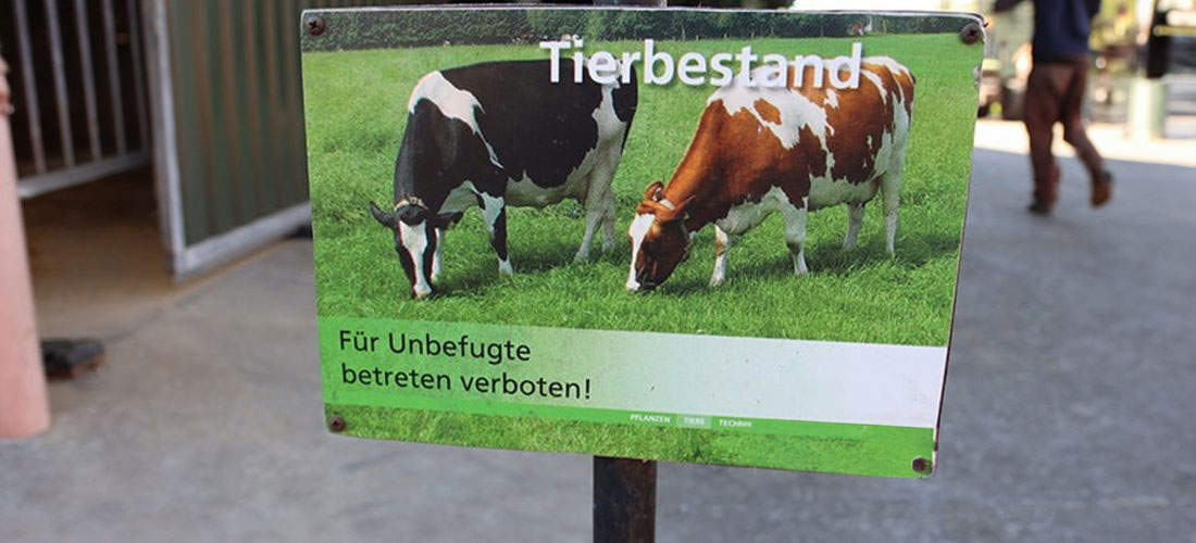 Schild mit Kühen