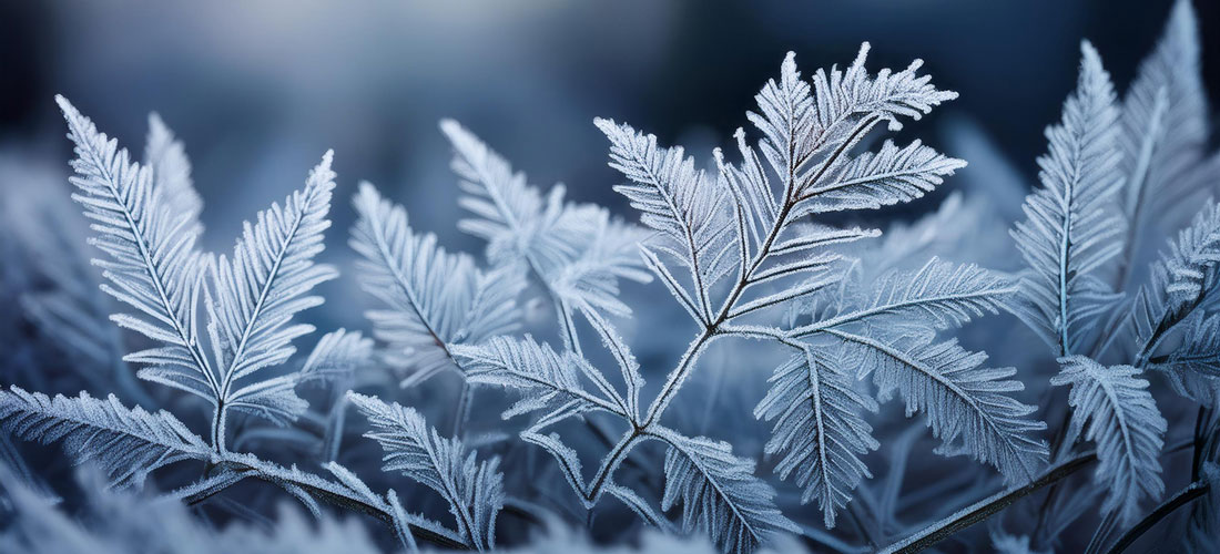 Blätter die mit Frost bedeckt sind